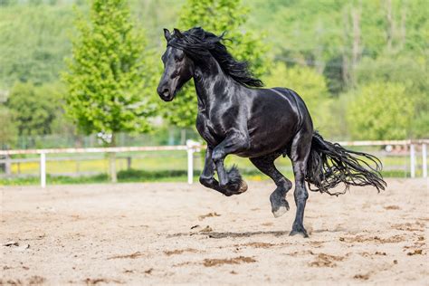 FRIESIAN SPORT HORSES .